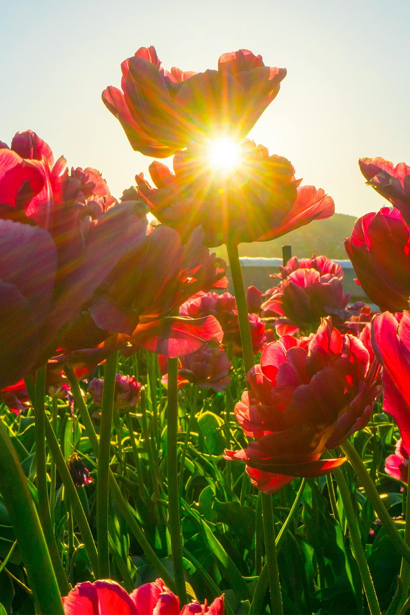 June 2024 Newsletter